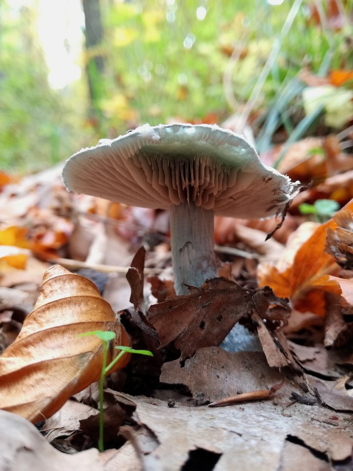 fly-agaric mushroom