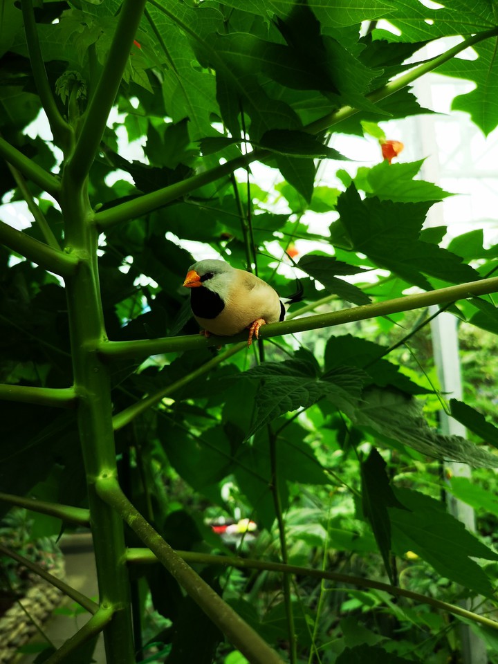 Bird