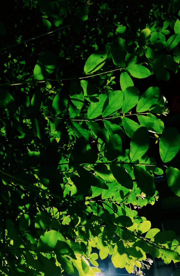 Green on Light