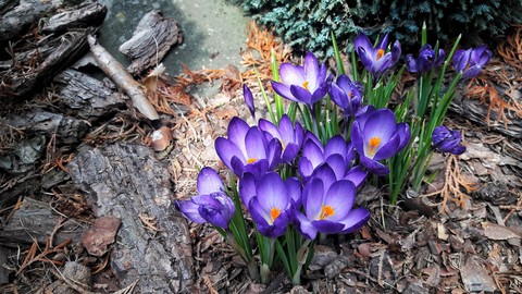 flower, flora वॉलपेपर