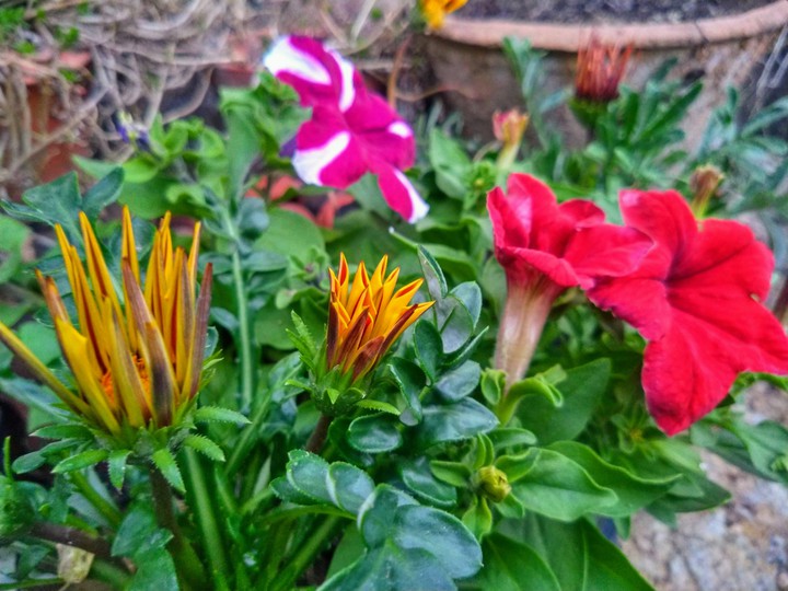 flowers