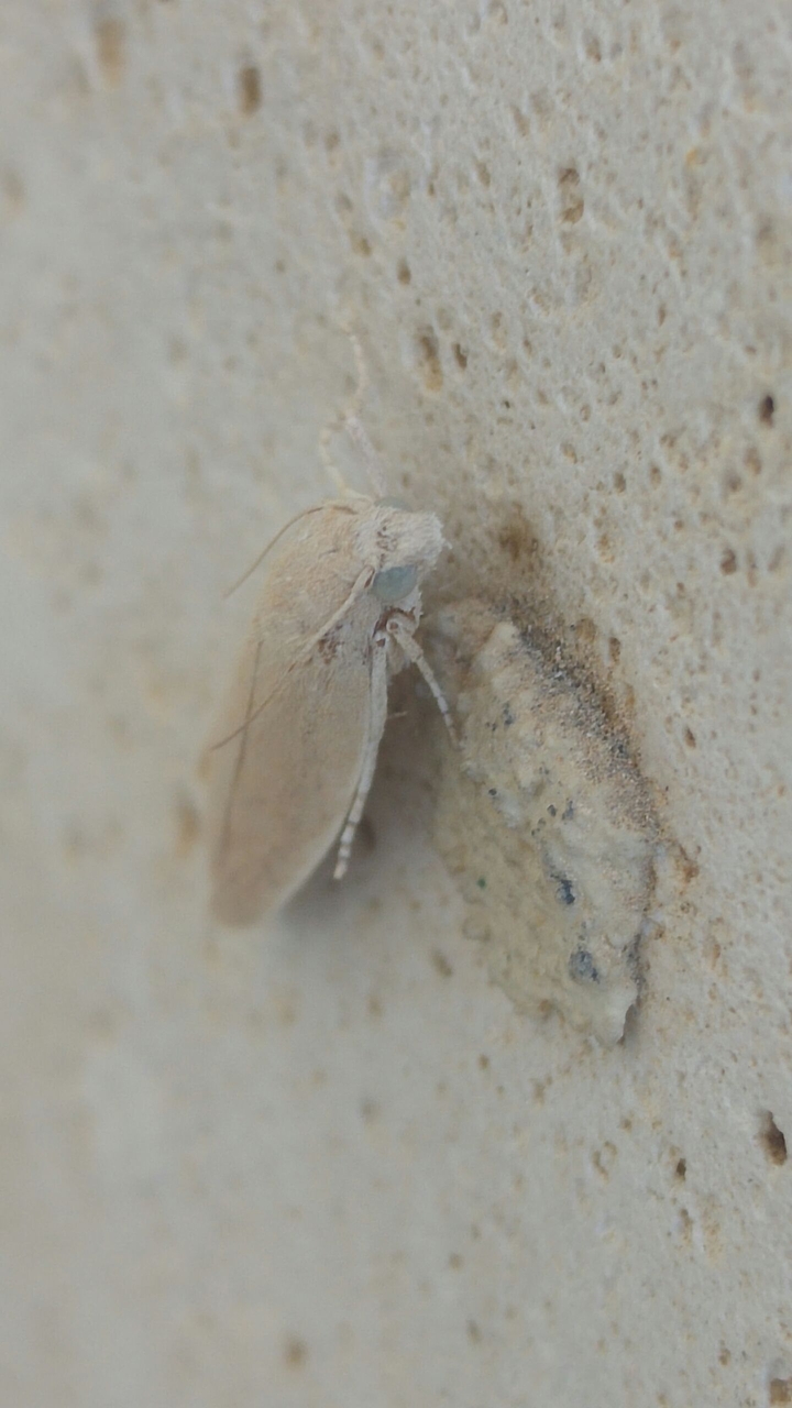 lettel butterfly