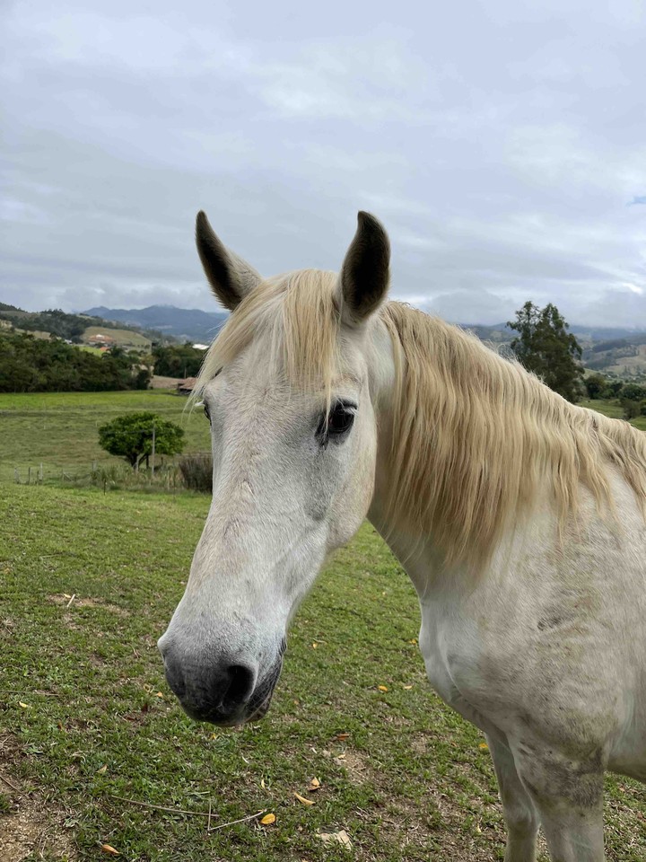 White Horse