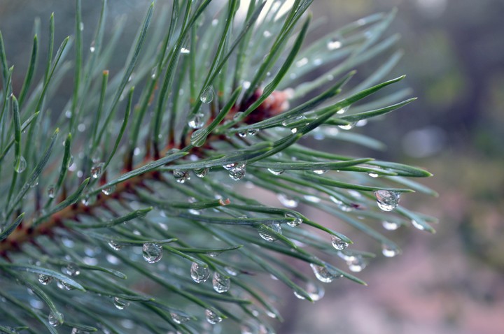 Pine tree after the rain