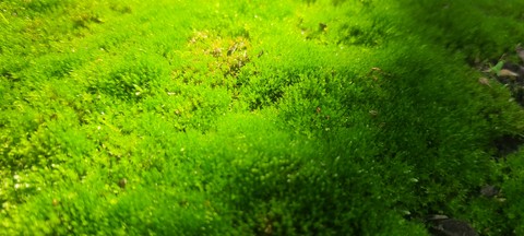 hình nền plant, landscapes