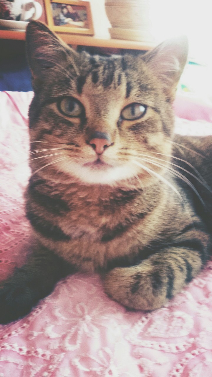 My Cat :3