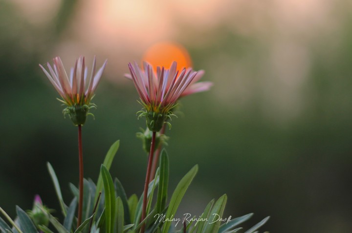 Colours of life