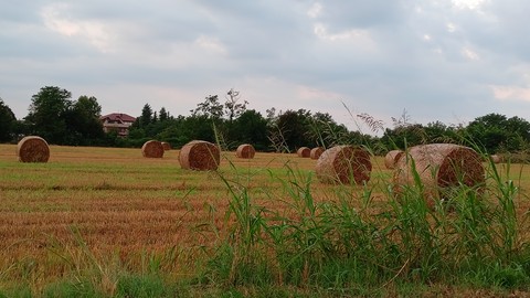 sfondi plain, grassland