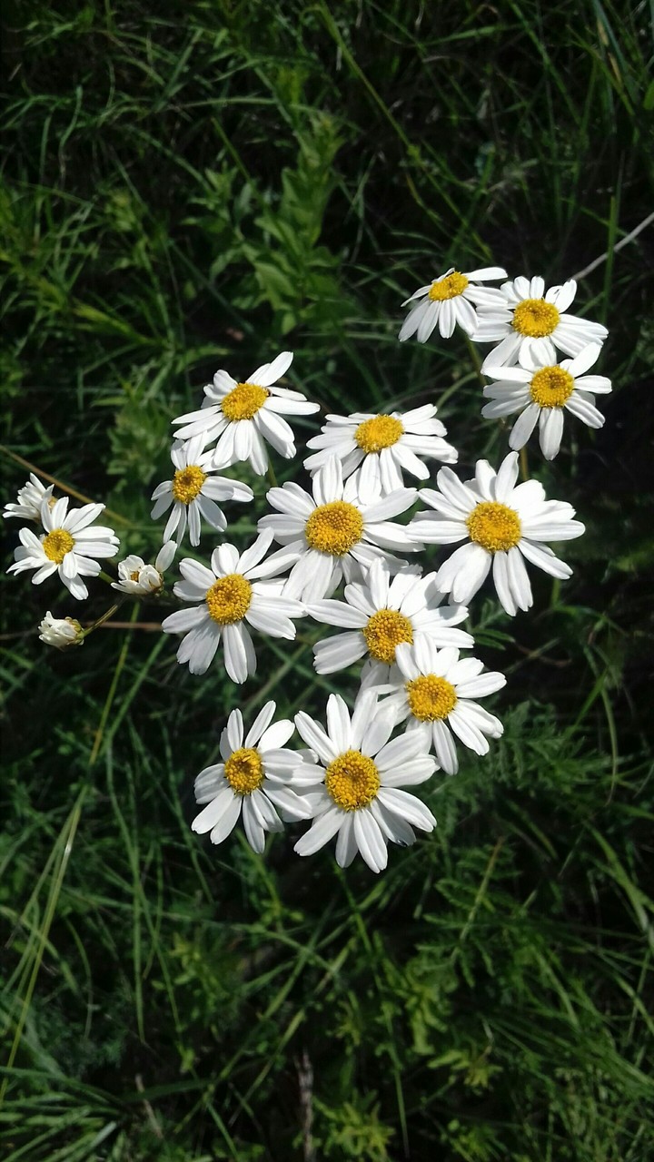 garden...