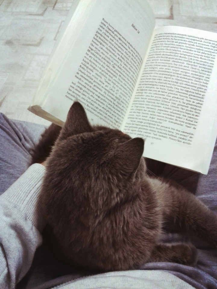 Reading Cat :)