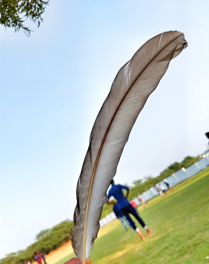 A feather