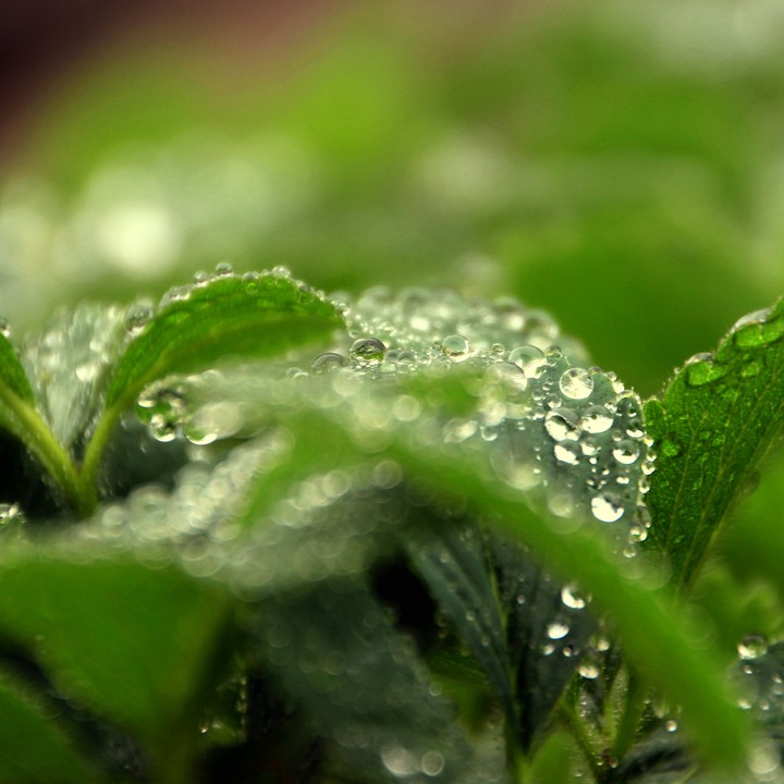 After the rain