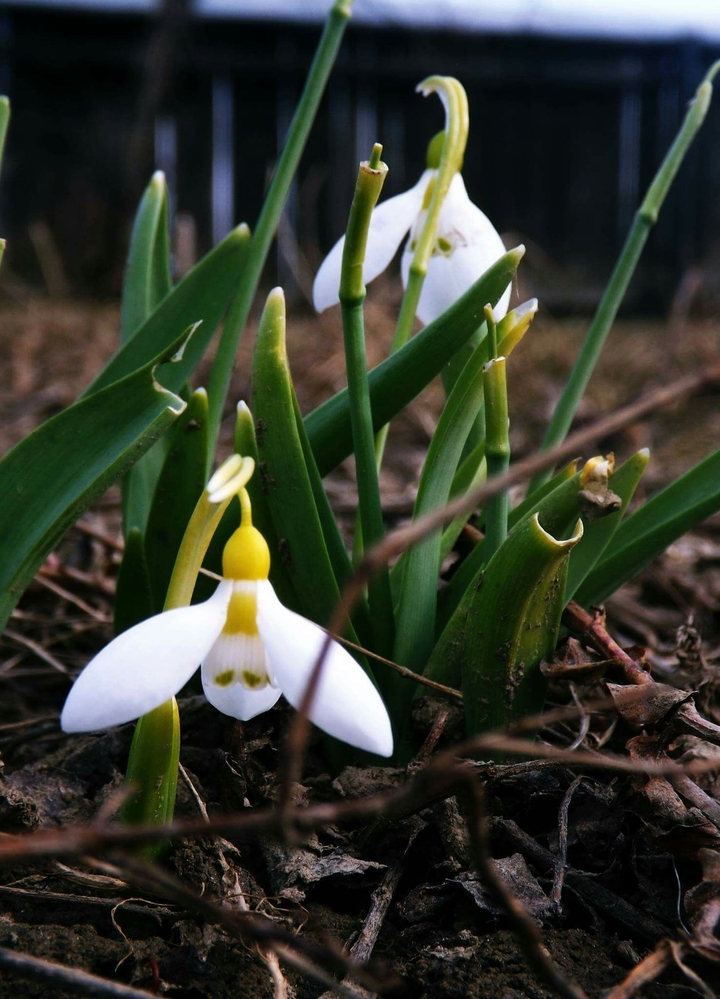 Snowdrop