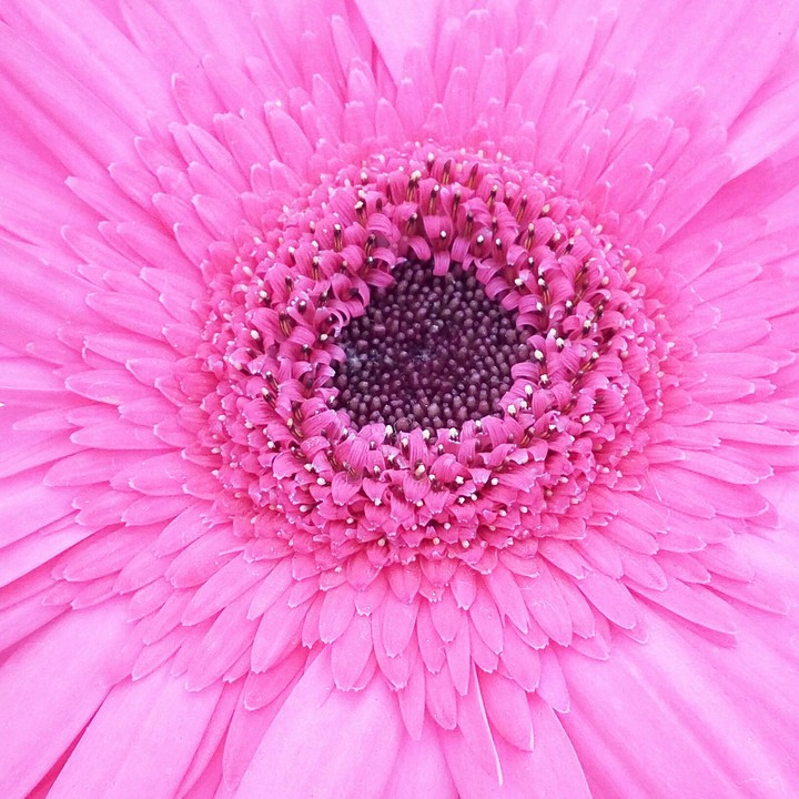 Pink Gerbera Flower