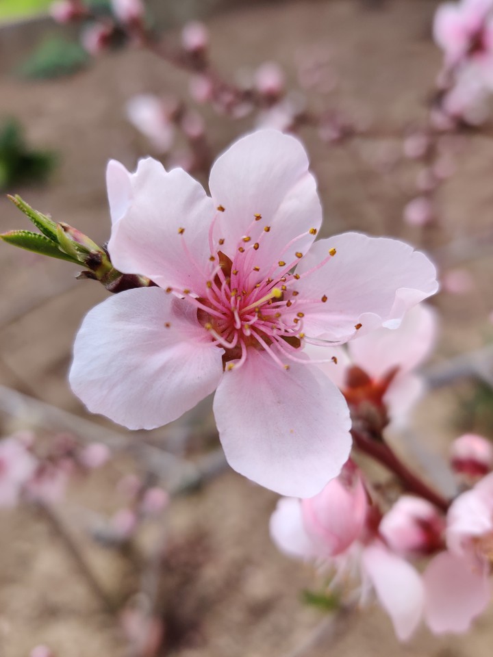 Blossom