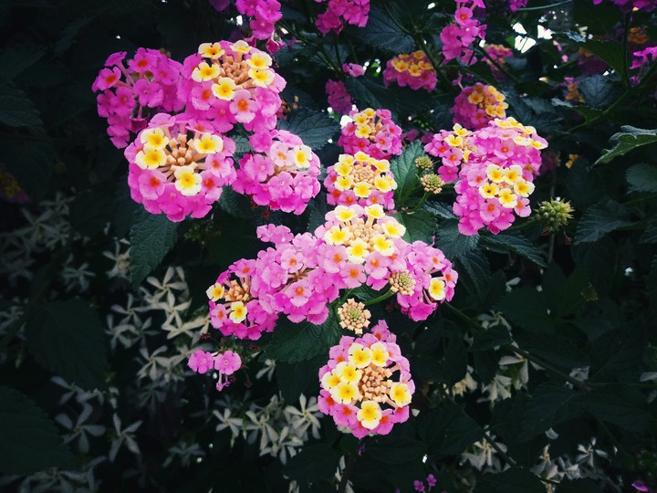flowers