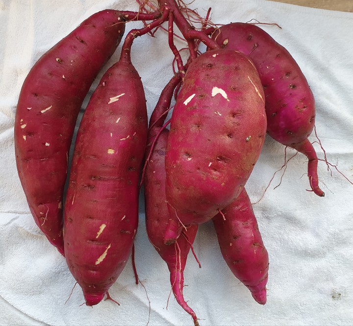 sweet potato 고구마