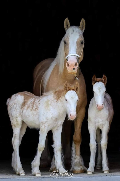 обои mustang, horse