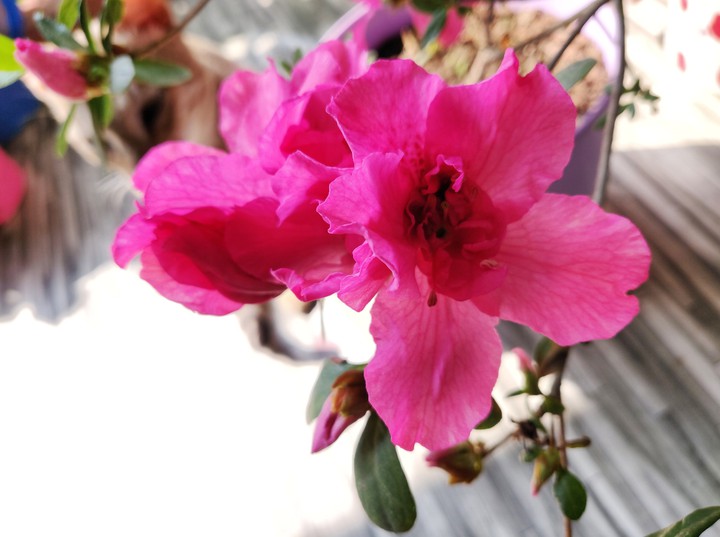 Alluring Azalea