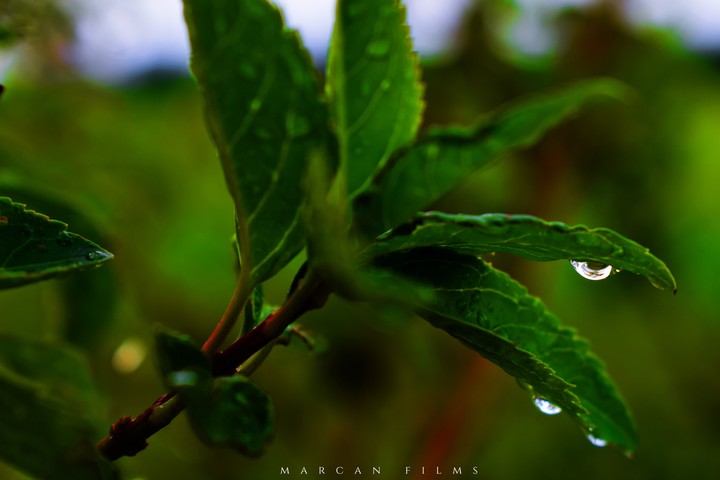 raindrop on a leaf