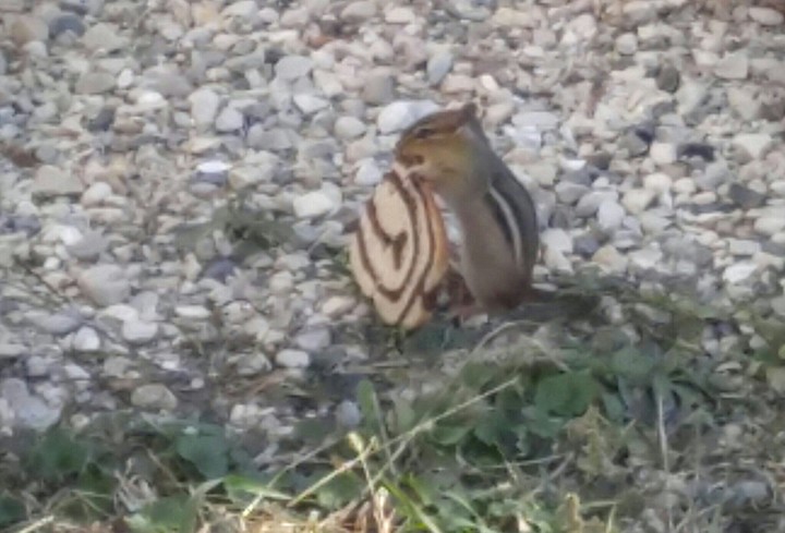 Feeding the Chipmunk