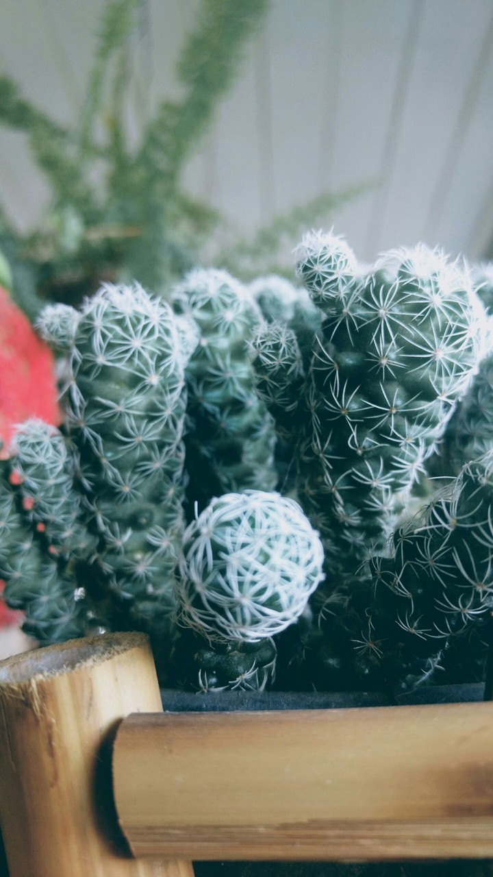 cactos