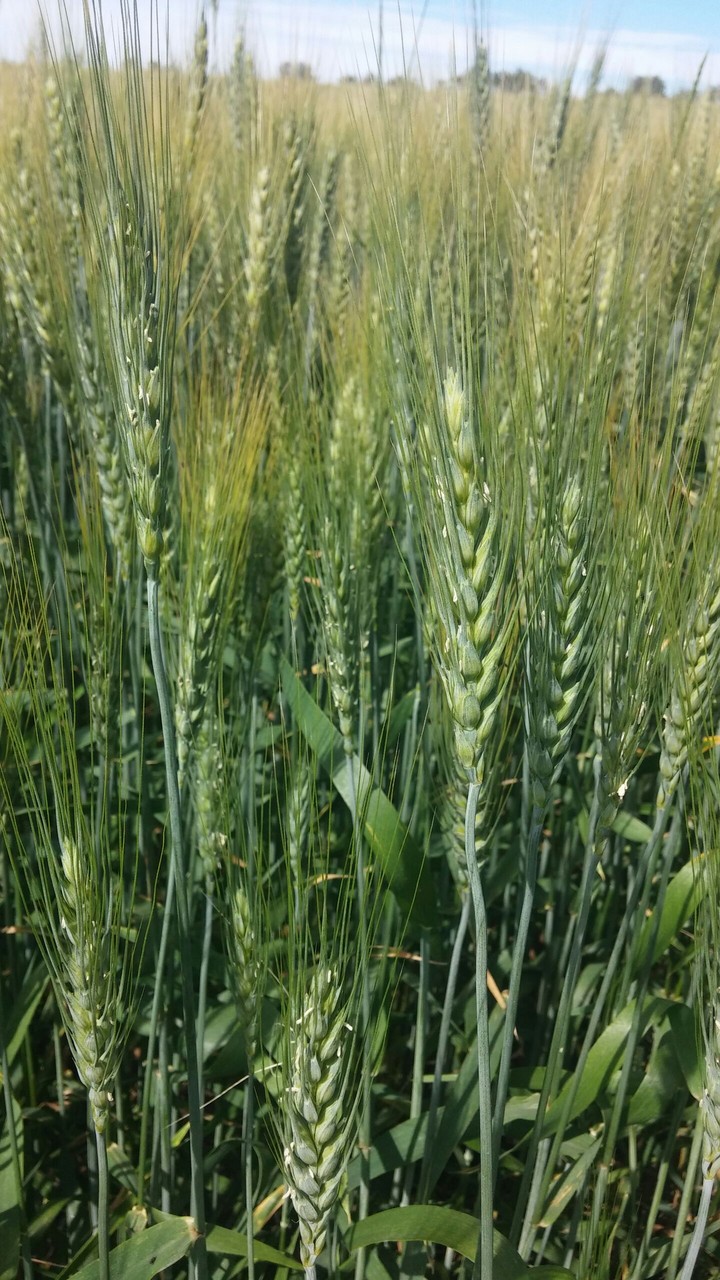 Wheat Field