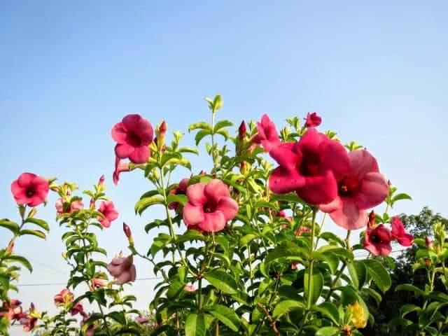 " Allamanda violacea"