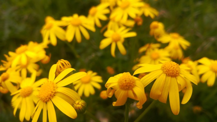 Daisy