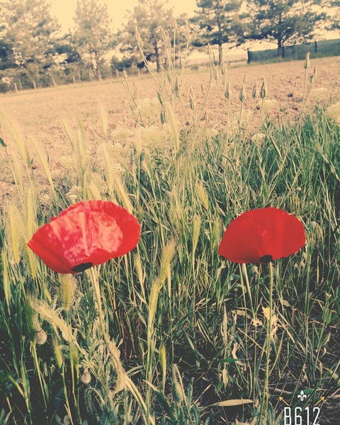 prairie, field वॉलपेपर