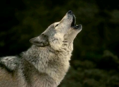loup