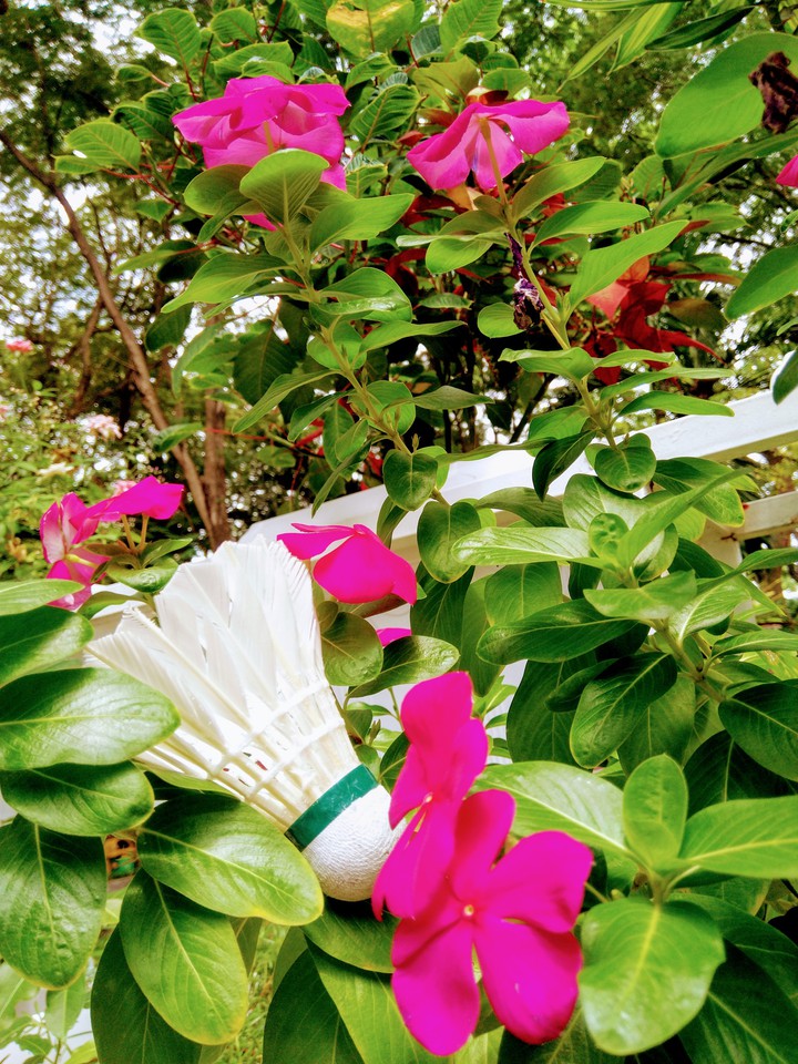 Lost in flowers