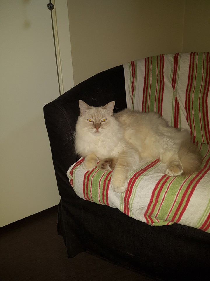 My Simba