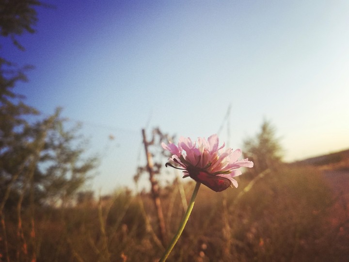 Singular dawn