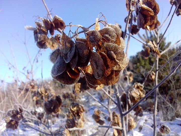 Winter