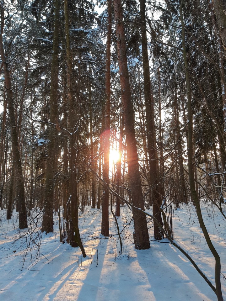 Forest