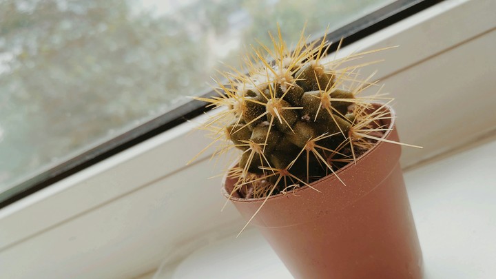 Cactus