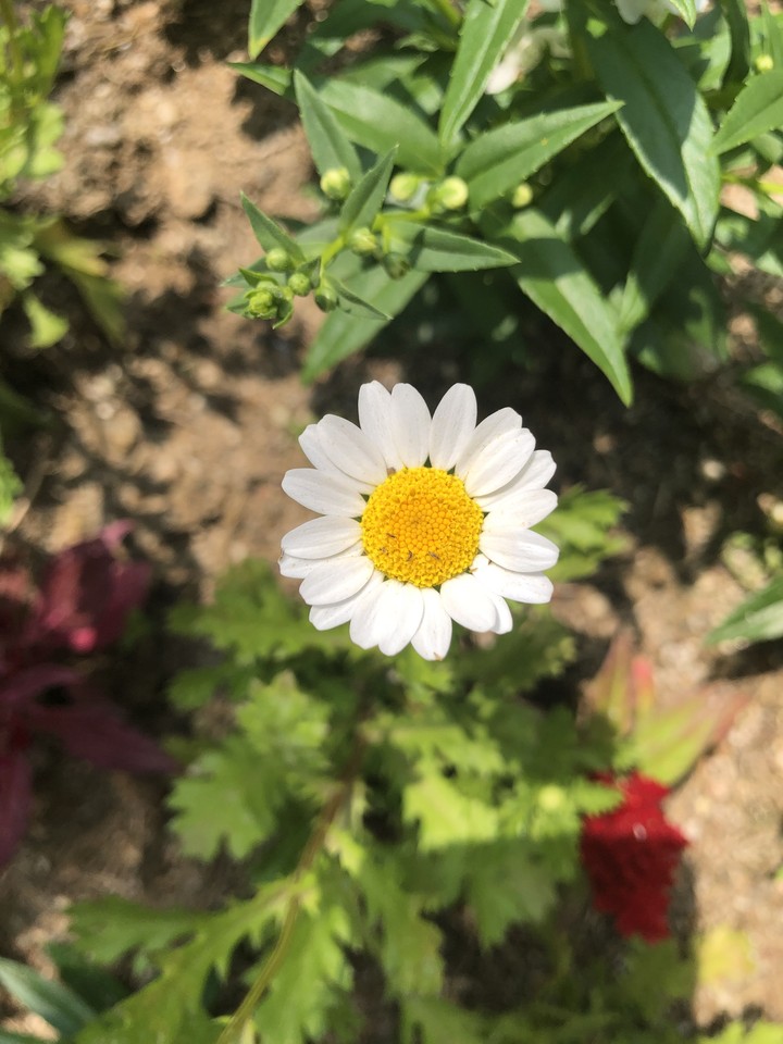 Egg blossom