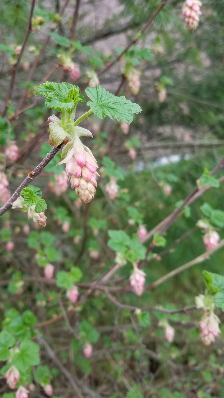 Spring is Coming