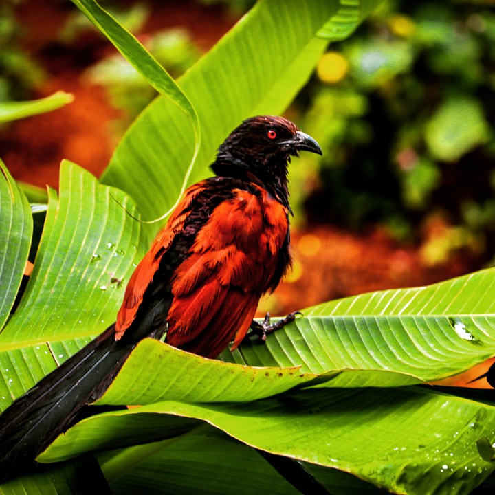 Greater Coucal