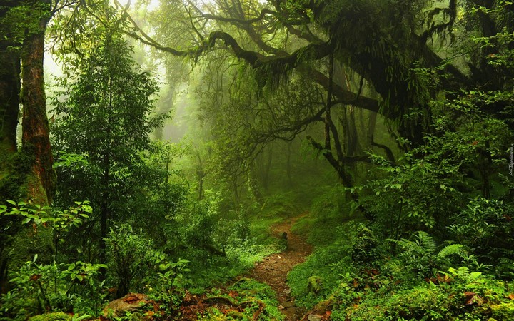 forest