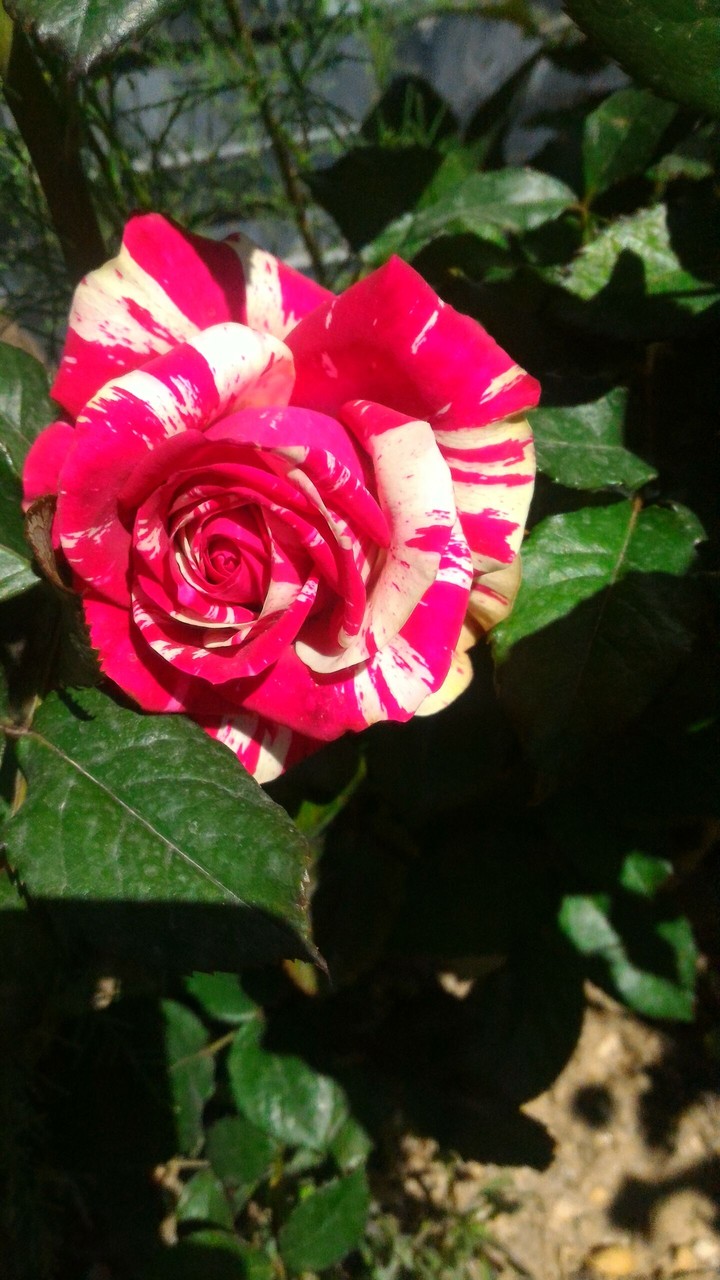 two clour rose