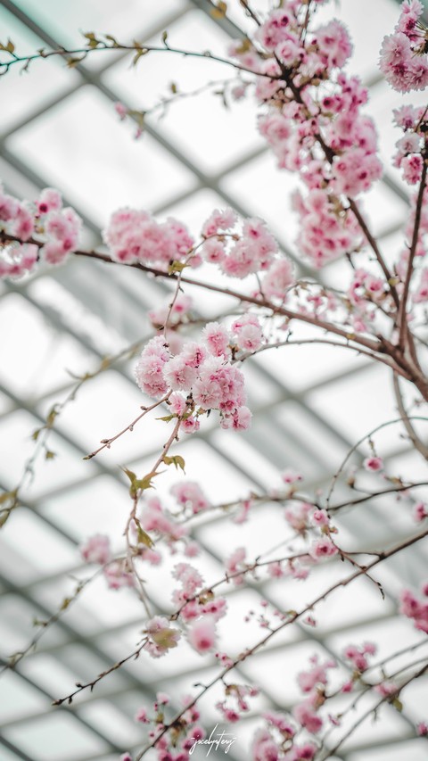 wallpaper plant, pink