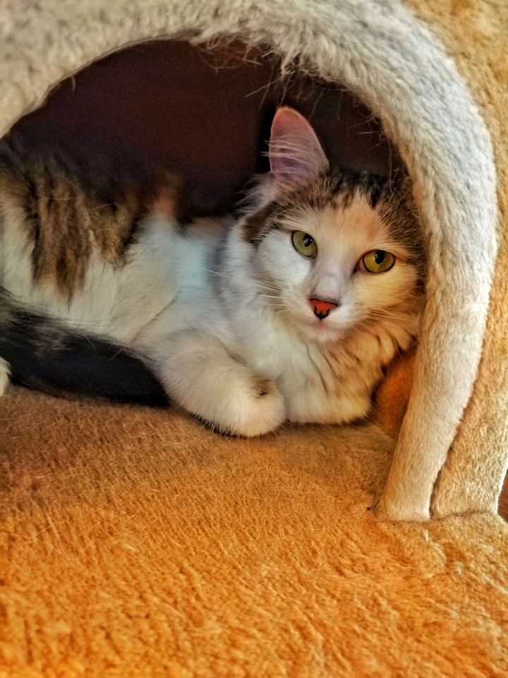 cat