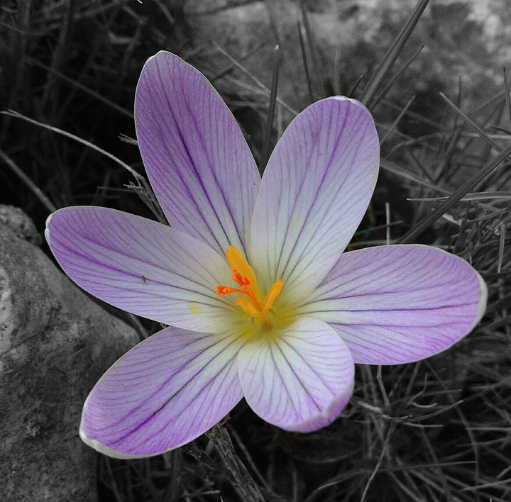 Crocus à croquer ! 