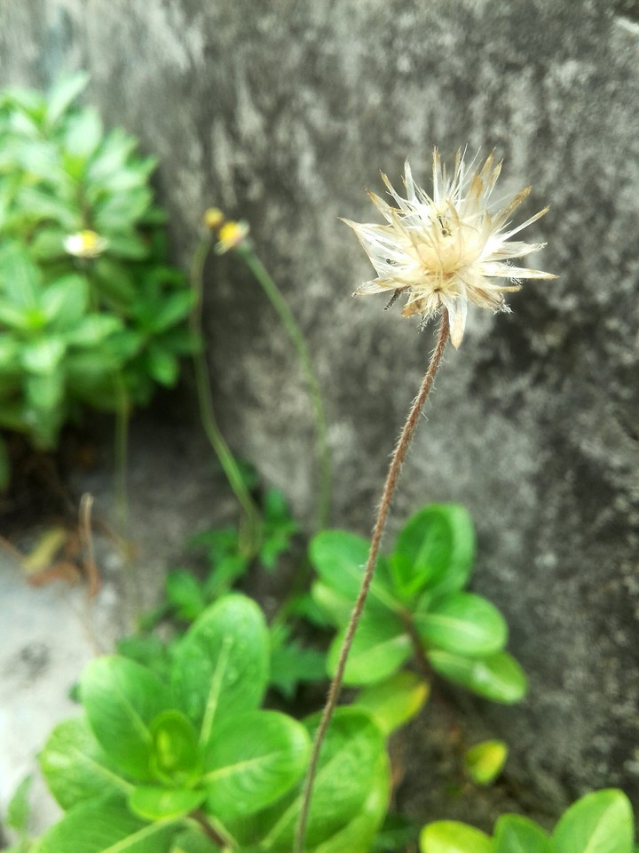 Cỏ