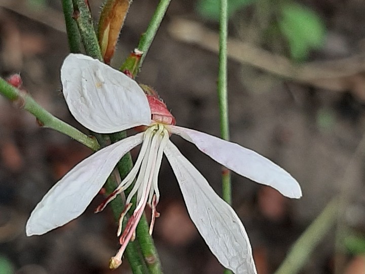merveille du monde