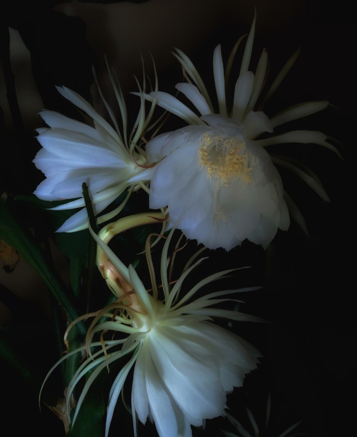 Queen of night'