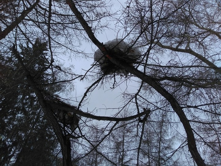 весна