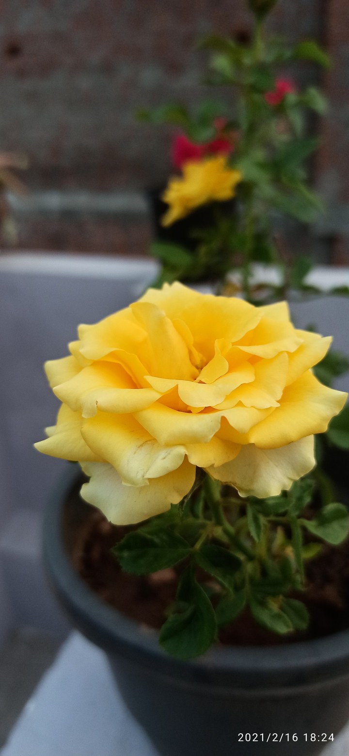 Yellow